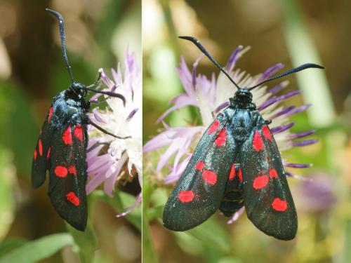 Réf. 286 067 : Zygaena filipendulae